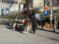 DSC03677.JPG