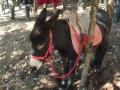 DSC03731.JPG