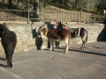 DSC03773.JPG